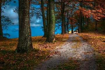 Obraz premium Foliage