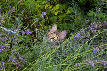 chat