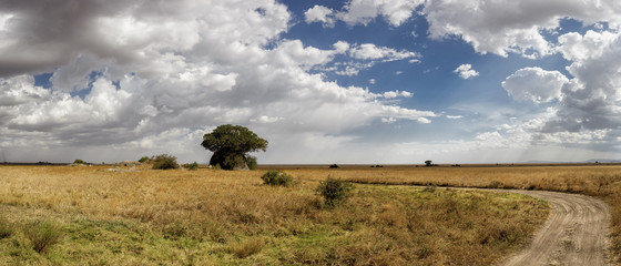 Fototapeta na wymiar African landscape from the serengeti national park, Tanzania