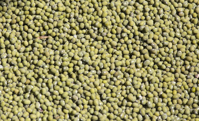 fresh Green beans background