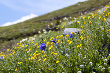 Fototapeta premium Wildflowers on Cottonwood Pass