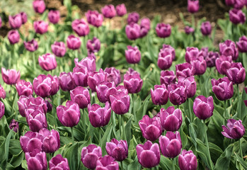 Tulips