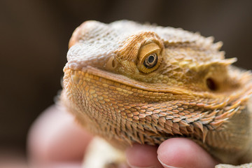 Bearded Dragon in Hand