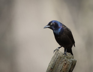 Common Grackle