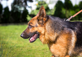 close up photo of german shepherd dog portrait in the park