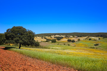 Dehesa grassland by via de la Plata way Spain