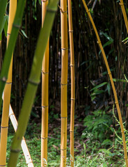 Obraz premium Bamboo at Hellingan