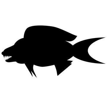 recommend clip art: Silhouette of piranha. cichlid in the aquarium. Black and white illustration