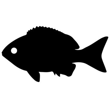 recommend clip art: Silhouette of piranha. cichlid in the aquarium. Black and white illustration