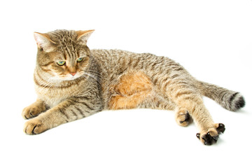 British Shorthair cat 10 / isolated, studio shot 