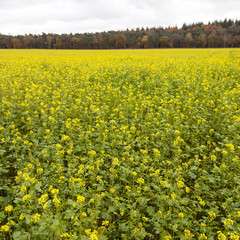 square picture of blossoming yellow mustard seed on field near f