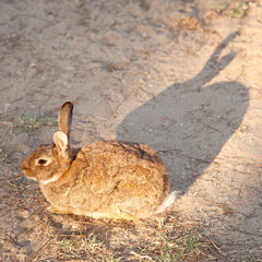 brown rabbit sits in the sand in sunlight