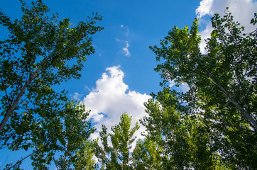 Obraz premium Nature. Clean sky through the trees. Image suitable for articles about nature and background.