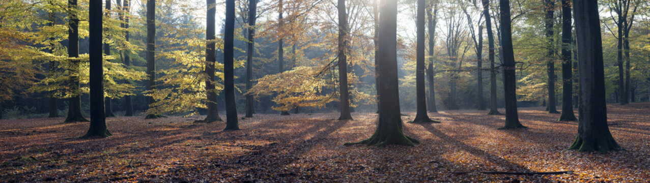 Fototapeta panorama jesiennych liści i buków jesienią