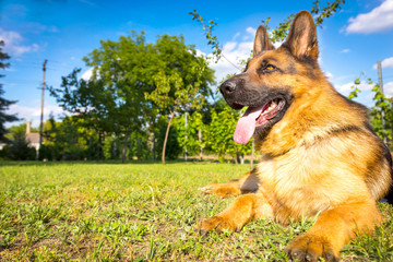 German Shepherd lying down on the green grass