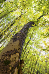 Geschwungener Baum