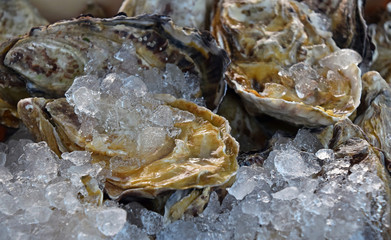 Fresh big raw oysters on ice