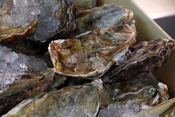 Fresh big raw oysters on ice