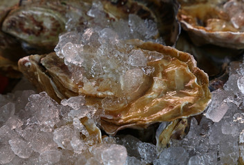 Fresh big raw oysters on ice