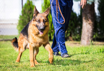 the owner is leaning his german shepherd dog in the garden outdoor