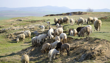 flock of sheep grazing on the hillside