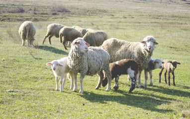 Obraz premium flock of sheep grazing on the hillside