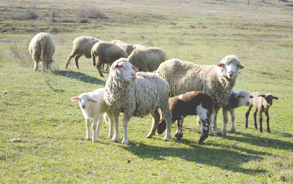 flock of sheep grazing on the hillside