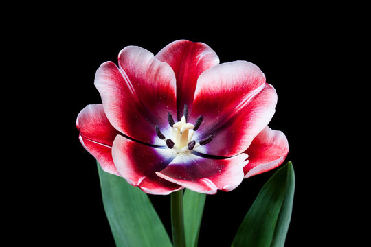 Beautiful red and white flower on black background