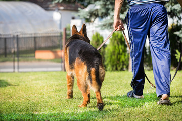 the owner is leaning his german shepherd dog in the garden outdoor