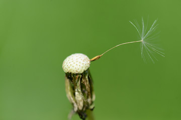 Last dandelion seed