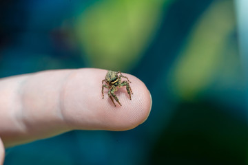 Jumping spider on finger