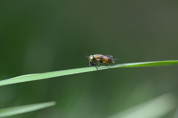 Horsefly with colorful eyes