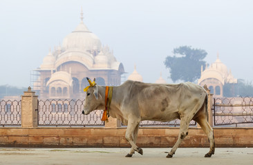 cow is a sacred animal in the background Kusum Sarovar Govardhan Mandir