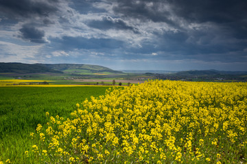 colza fields of Lower Saxony , in Germany
