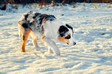 Australian Shepherd puppy in winter