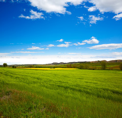 Cereal spring fields in Castilla