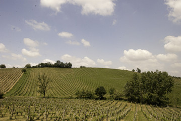 Fototapeta na wymiar Castle on hill above vineyard in Italy