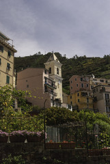 Fototapeta na wymiar Terrace vineyards on Cinque Terre, Italy Hiking trail