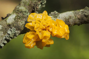 Tremella mesenterica