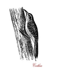 Certhia or treecreeper,  wildlife vintage engraving