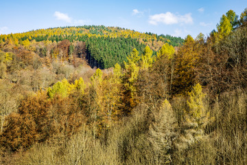 Wonderful forest in the late autumn