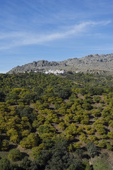 Fototapeta na wymiar hermosos paisajes naturales de España, el valle del Genal en la provincia de Málaga, Andalucía