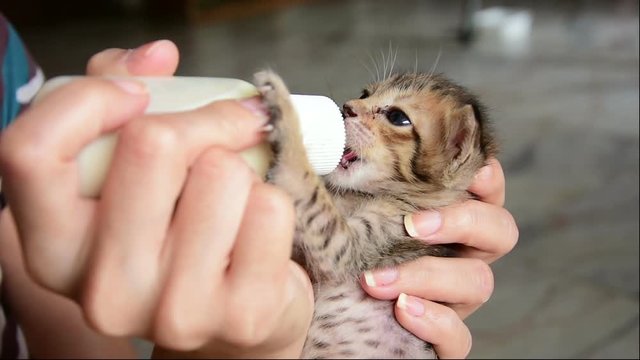 kitten sucks milk from the bottle. Profile portrait. Video on love for animals, adoption, care for others, tenderness and childhood.
