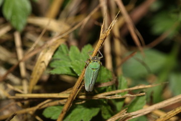 Zikade, Zwergzikade, Cicadella viridis,Weibhen
