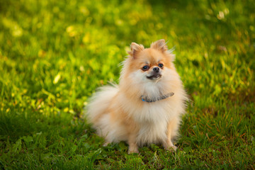 beautiful red dwarf Spitz on green lawn