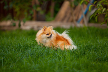 beautiful red dwarf Spitz on green lawn