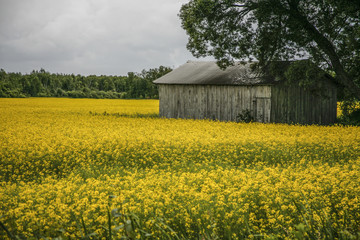 shed in the field