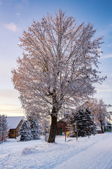 Dreamy snowy tree in winter