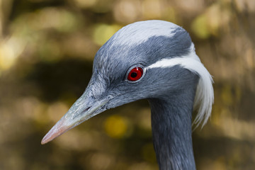 Beautiful portrait of red eyed  Demoiselle Crane