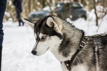 Husky breed dog portrait in winter